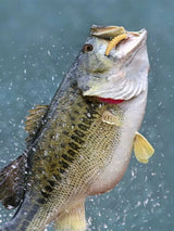 50pcs Silicone Maggot Grub Soft Fishing Lures